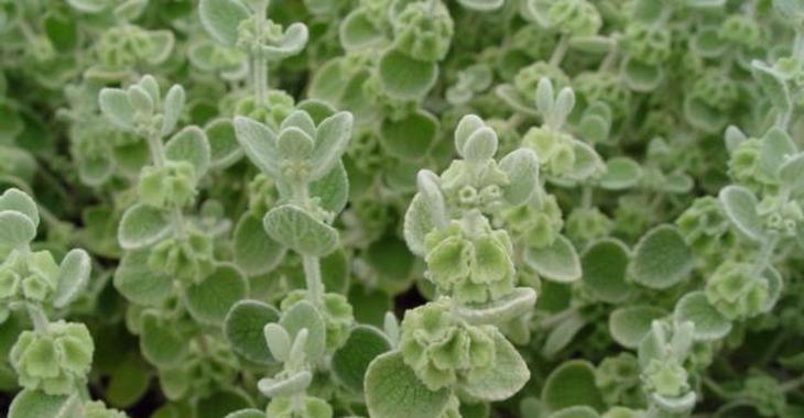 Ballota pseudodictamnus